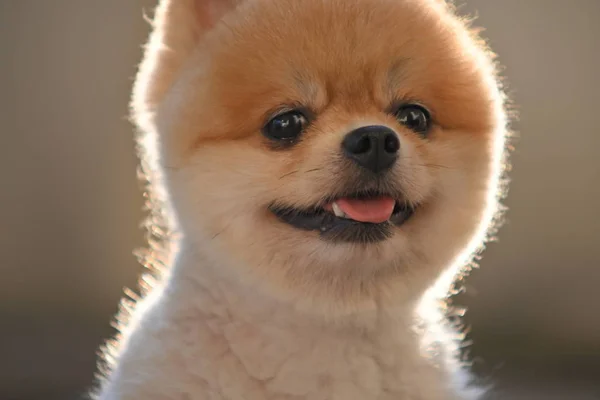 Pomeranian hond schattig huisdier gelukkig glimlachen in de ochtend — Stockfoto