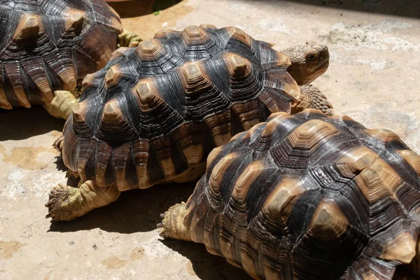 Tartaruga animal de longa vida na vida selvagem — Fotografia de Stock