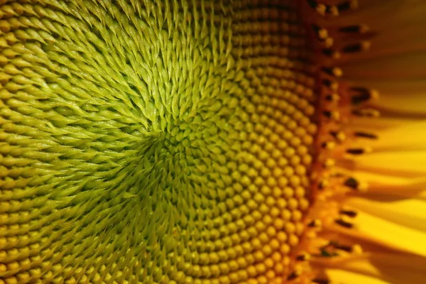 向日葵的美丽花粉植物区系 — 图库照片