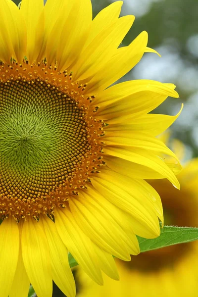 Girasol floreciendo en el jardín natural — Foto de Stock