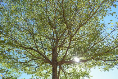 büyük ağacın yeşil yaprak dalları ile güneş ışığı