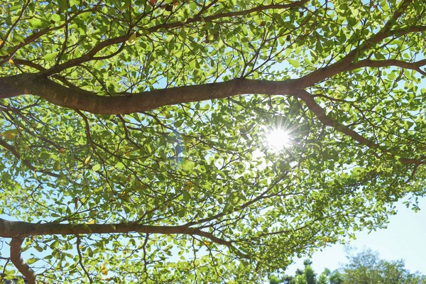 büyük ağacın yeşil yaprak dalları ile güneş ışığı