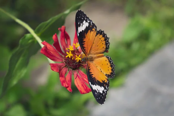 Красивая оранжевая бабочка на цветущем цветке утром — стоковое фото