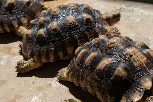 Schildpadden met een lang leven in het wild — Stockfoto