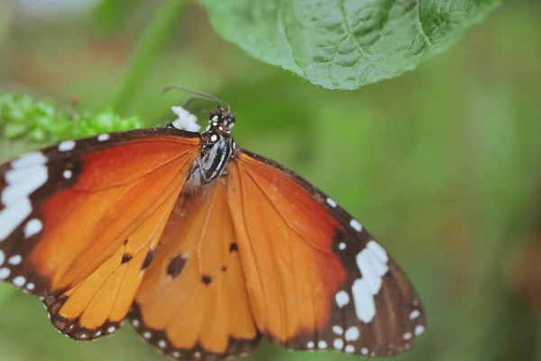 Красивая оранжевая бабочка на цветущем цветке утром — стоковое фото