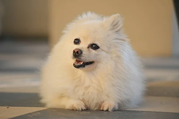 Heureux chien poméranien blanc adorable petit animal de compagnie aux cheveux longs pelucheux — Photo