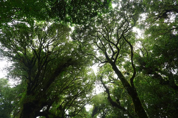 Zonlicht door groene mos op natuur boom van groen Rainforest jungle — Stockfoto