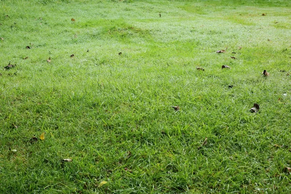 Goutte de rosée d'eau sur le jardin d'herbe verte — Photo