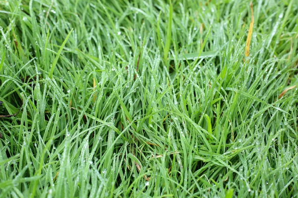 Water dew drop on green grass garden — Stock Photo, Image