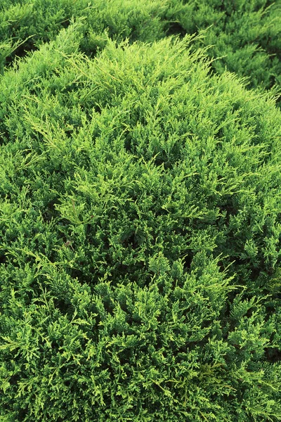 Groene dennenboom in de natuur — Stockfoto