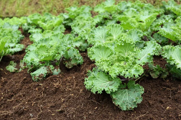 Hortalizas de granja ecológica — Foto de Stock