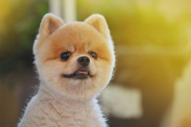 Pomeranian köpeği şirin evcil hayvan Sabahları gülümsüyor