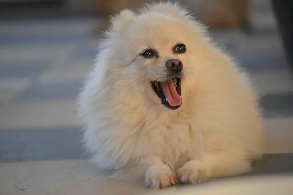 Cane bianco pomerania adorabile piccolo animale domestico con i capelli lunghi soffici — Foto Stock