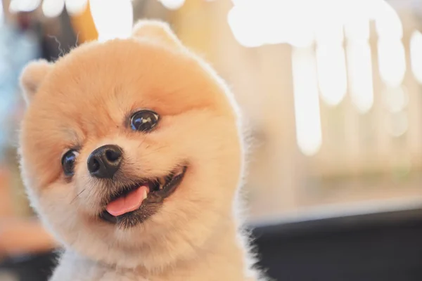 Pomeranian cão bonito animal de estimação feliz sorrindo pela manhã — Fotografia de Stock
