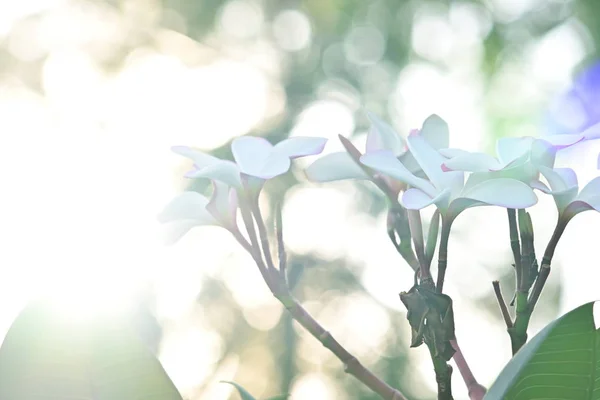 Beyaz frangipani plumeria Sabah tropikal çiçeği — Stok fotoğraf