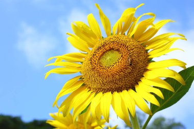 doğada güzel sabah, bahçede açan ayçiçeği arı