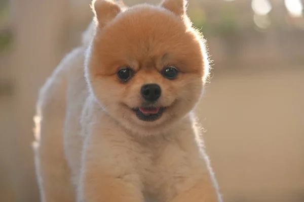 Pomeranian hond schattig huisdier gelukkig glimlachen in de ochtend — Stockfoto