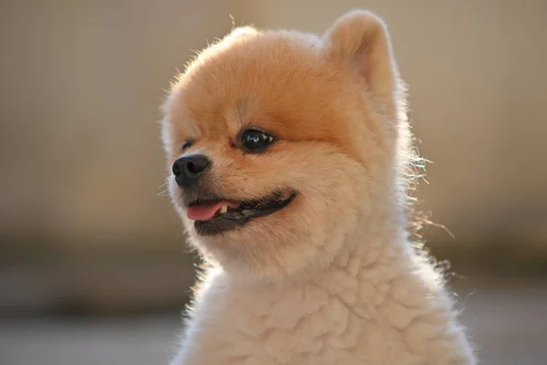 Perro pomerania linda mascota feliz sonriendo en la mañana — Foto de Stock