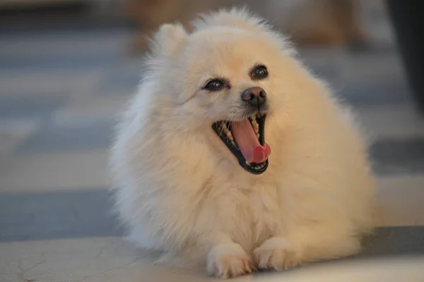 Weißer pommerscher Hund entzückendes kleines Haustier mit flauschigen langen Haaren — Stockfoto