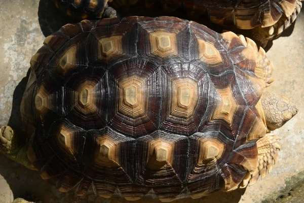 Muster harter Schildkrötenpanzer, Nahaufnahme eines Schildkrötentieres — Stockfoto
