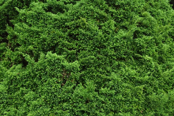 Pinheiros verdes na natureza — Fotografia de Stock