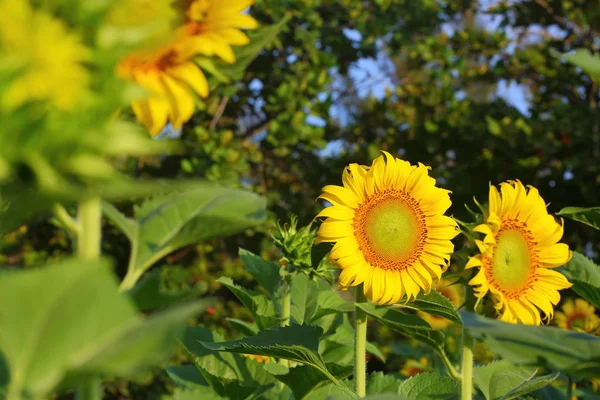 Beautiful sunflower blossom blooming in nature — Stock Photo, Image