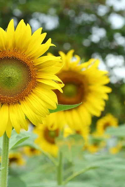 Sunflower blooming in nature garden — Stock Photo, Image