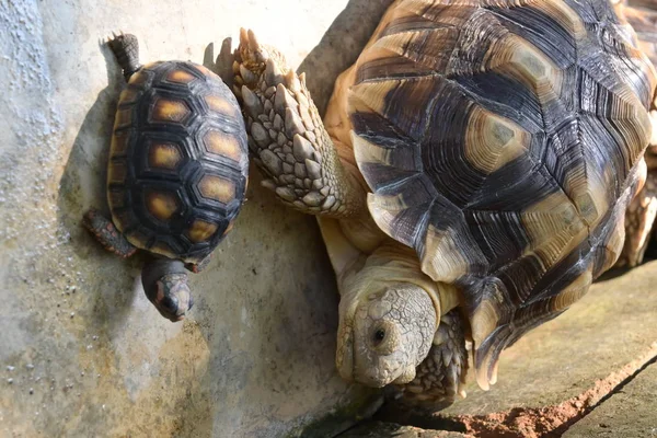 Sköldpaddsdjur med långt liv i djurlivet — Stockfoto