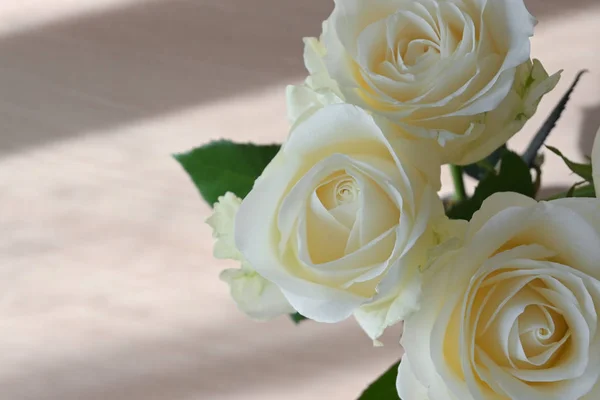 Beautiful white rose flower blossom blooming in the morning day — Stock Photo, Image