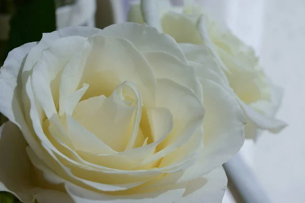 Mooie witte roos bloem bloesem in de ochtend dag — Stockfoto