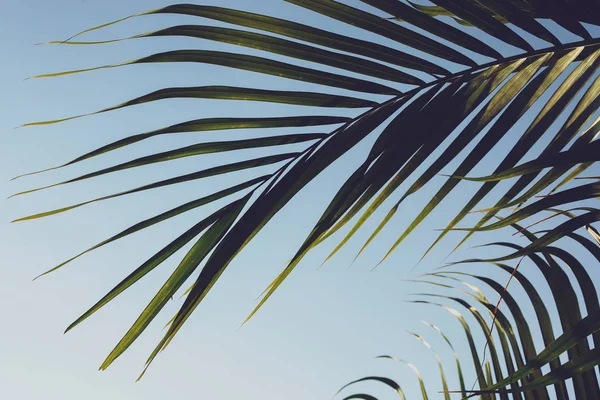 Folha verde na árvore tropical, verão no fundo da natureza — Fotografia de Stock