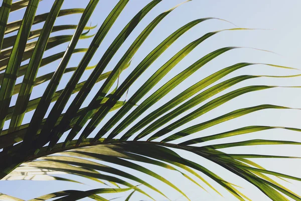 Folha verde na árvore tropical, verão no fundo da natureza — Fotografia de Stock