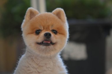 Pomeranian köpeği şirin evcil hayvan Sabahları gülümsüyor