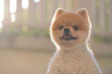 Pomeranian köpeği şirin evcil hayvan Sabahları gülümsüyor