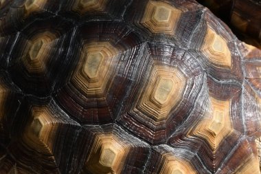 Sert kaplumbağa kabuğunun deseni, kaplumbağa hayvanının yakın plan görüntüsü.