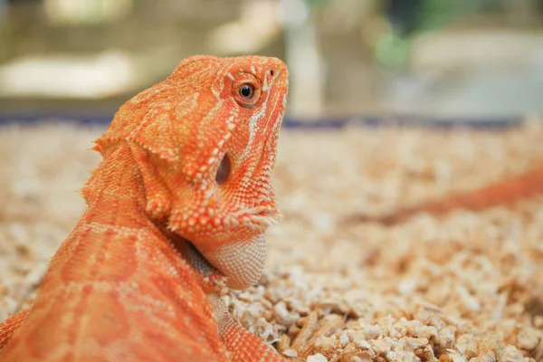Reptil animal de pequeña mascota exótica —  Fotos de Stock