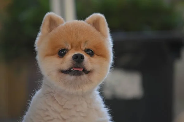 Pomeranian cão bonito animal de estimação feliz sorrindo pela manhã — Fotografia de Stock