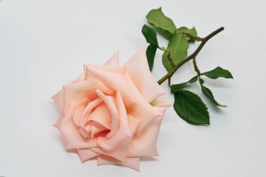 Tek turuncu gül çiçeği beyaz arka planda izole edilmiş.