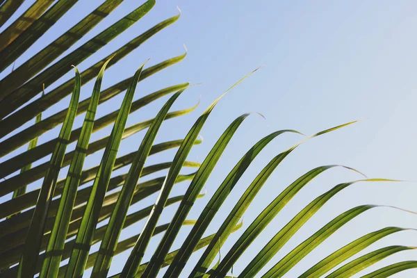 Folha verde na árvore tropical, verão no fundo da natureza — Fotografia de Stock