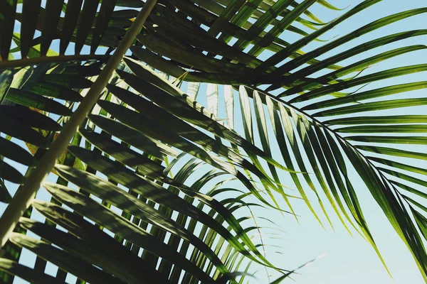 Groene blad op tropische boom, zomer in natuur achtergrond — Stockfoto