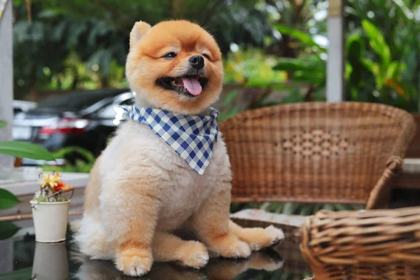갈색 포메라니안 개 행복한 미소 — 스톡 사진