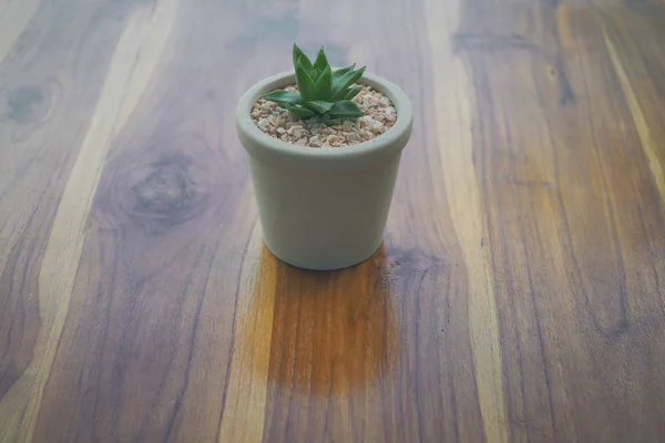 Planta suculenta na decoração potted pequena posta na tabela de madeira — Fotografia de Stock