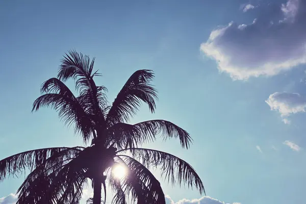 Cocotero en la playa con luz solar en el cielo azul —  Fotos de Stock