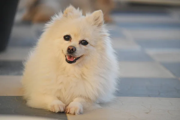 Boldog fehér pomerániai kutya imádnivaló kis állat bolyhos hosszú haj — Stock Fotó