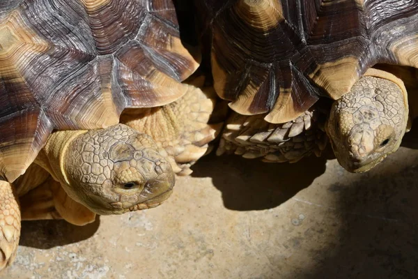 Langlebiges Schildkrötentier in freier Wildbahn — Stockfoto