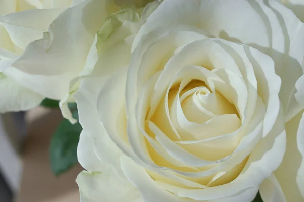 Vacker vit ros blomma på morgonen dag — Stockfoto