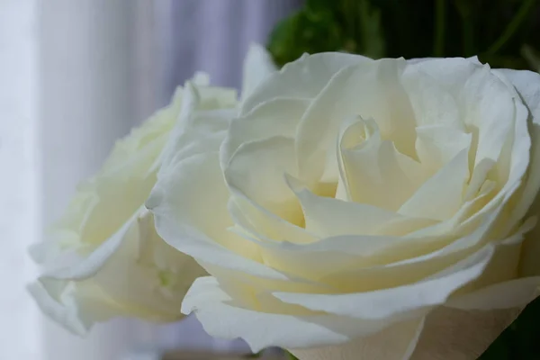 Vacker vit ros blomma på morgonen dag — Stockfoto