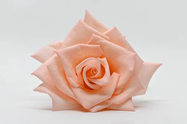 Один цветок красоты розовый цветок золотой цветок бутон изолирован на белом фоне — стоковое фото