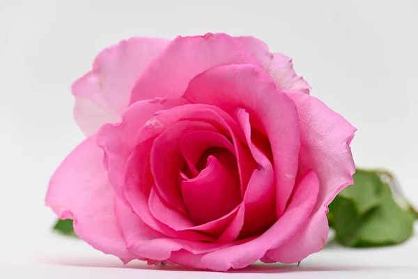 Beautiful pink rose flower blossom bud isolated on white background — 스톡 사진