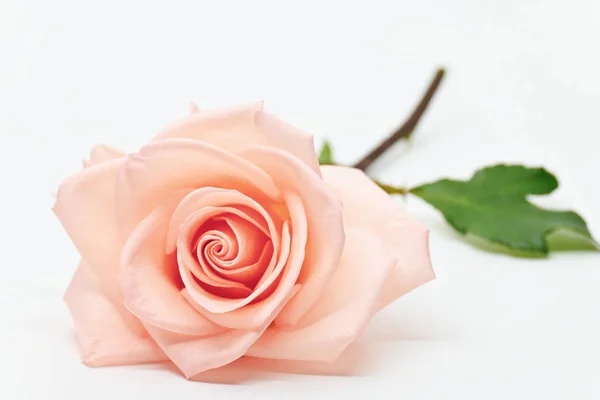 Fleur de beauté unique fleur d'or rose fleur avec forme de coeur isolé sur fond blanc — Photo